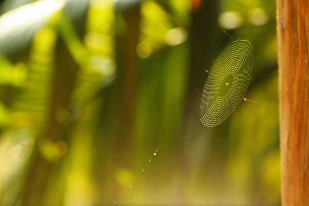 spider web infestation Raleigh NC home requiring professional treatment
