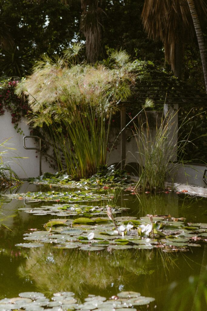 standing water mosquito breeding site Raleigh NC yard