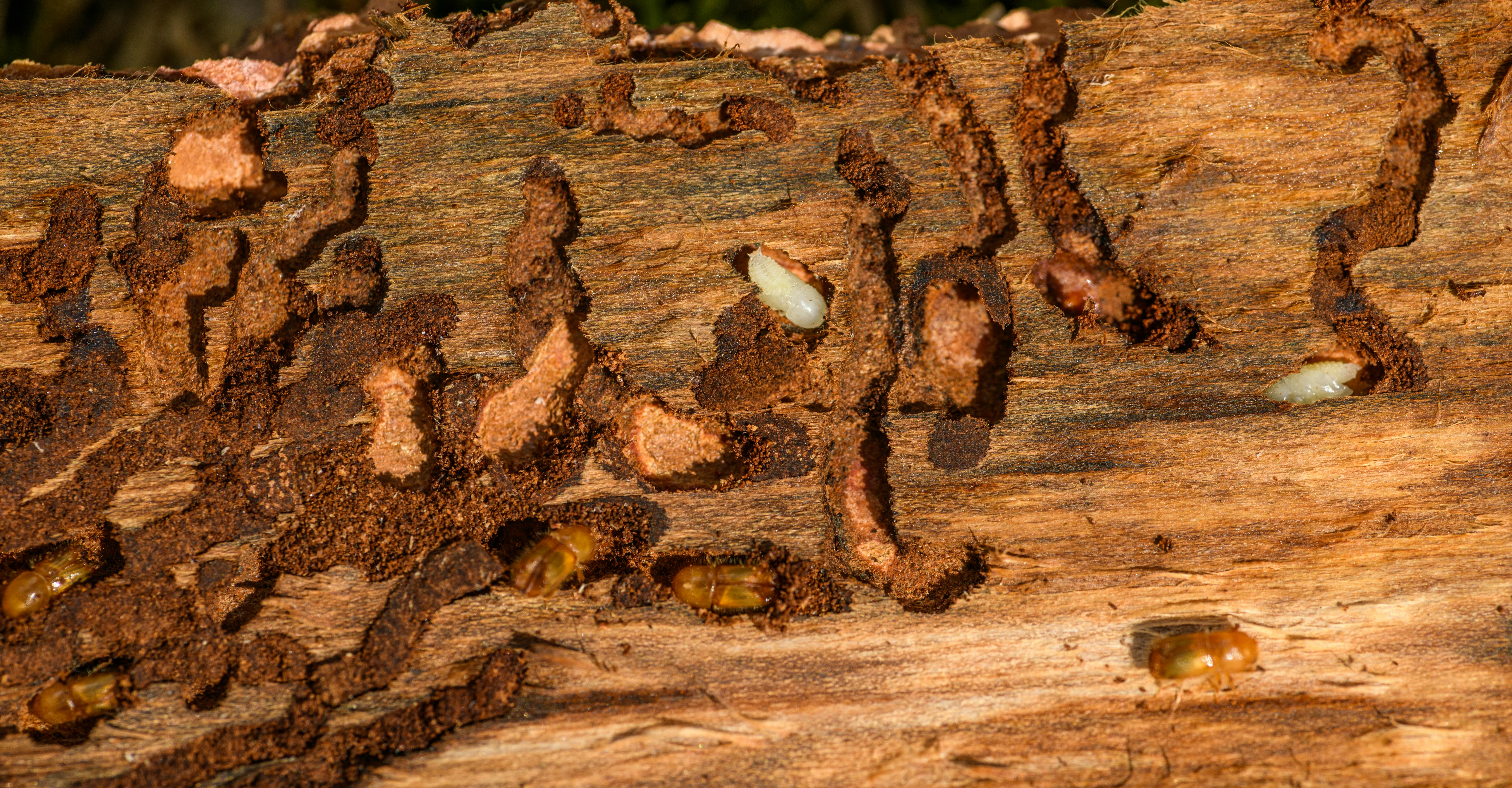 structural termite damage Raleigh NC wood destroyed by subterranean termites
