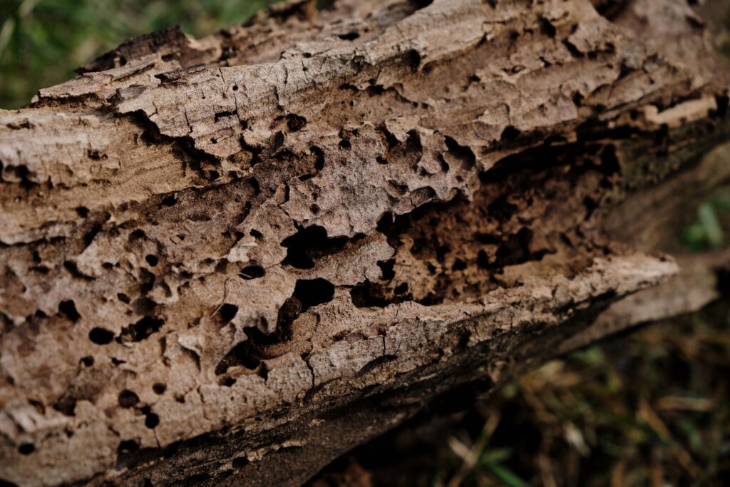 termite damage Raleigh NC home requiring immediate professional treatment