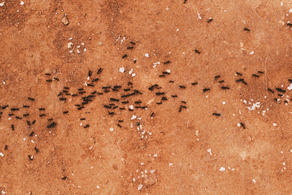 carpenter ants Raleigh NC wood damage treatment