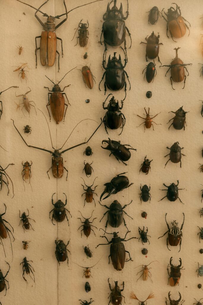 cockroach control Raleigh NC professional pest treatment