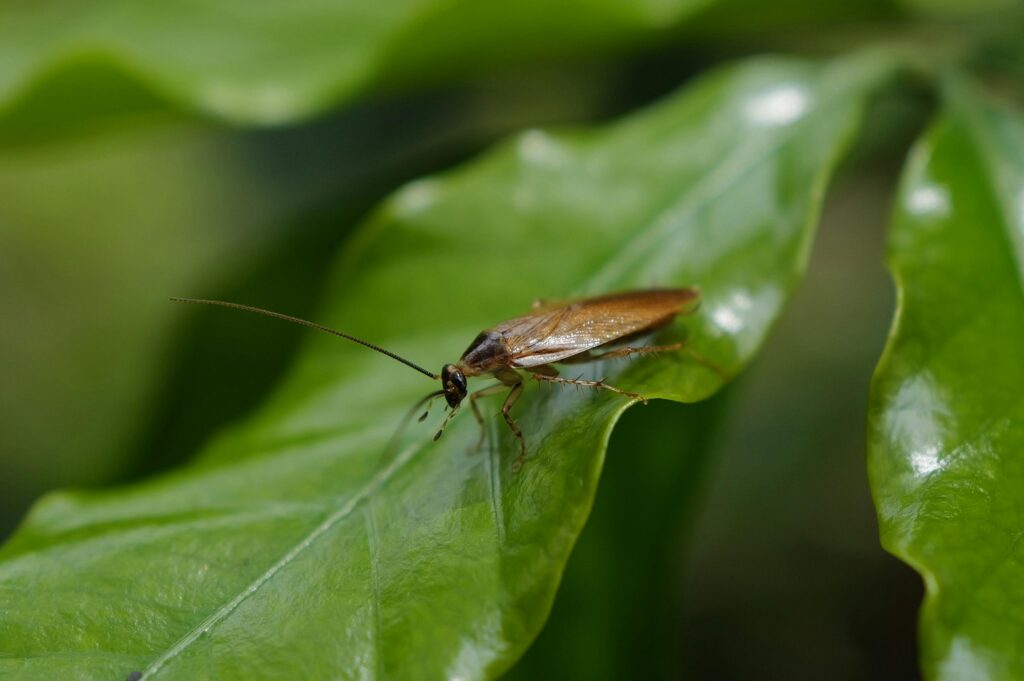 Common household pests treated by licensed pest control technicians in Cary NC