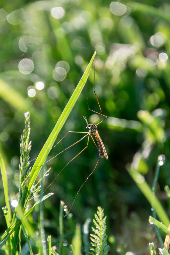 mosquito control Raleigh NC professional pest treatment
