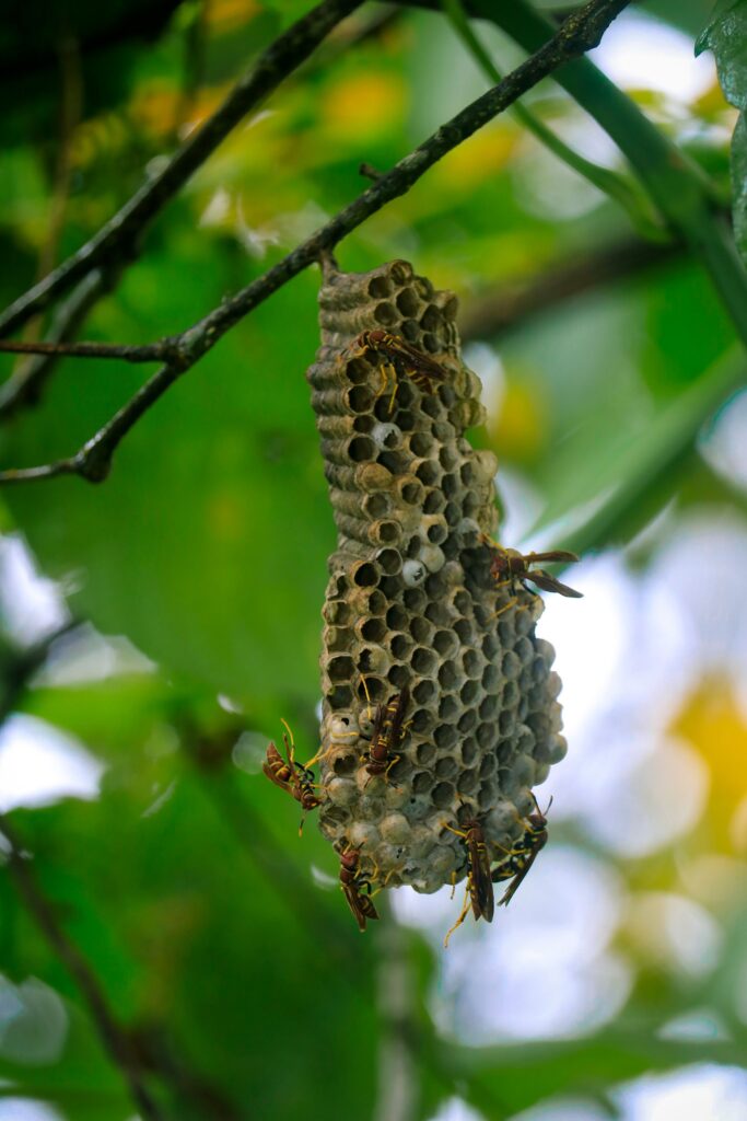 Professional wasp control technician removing hornet nest in Raleigh NC backyard