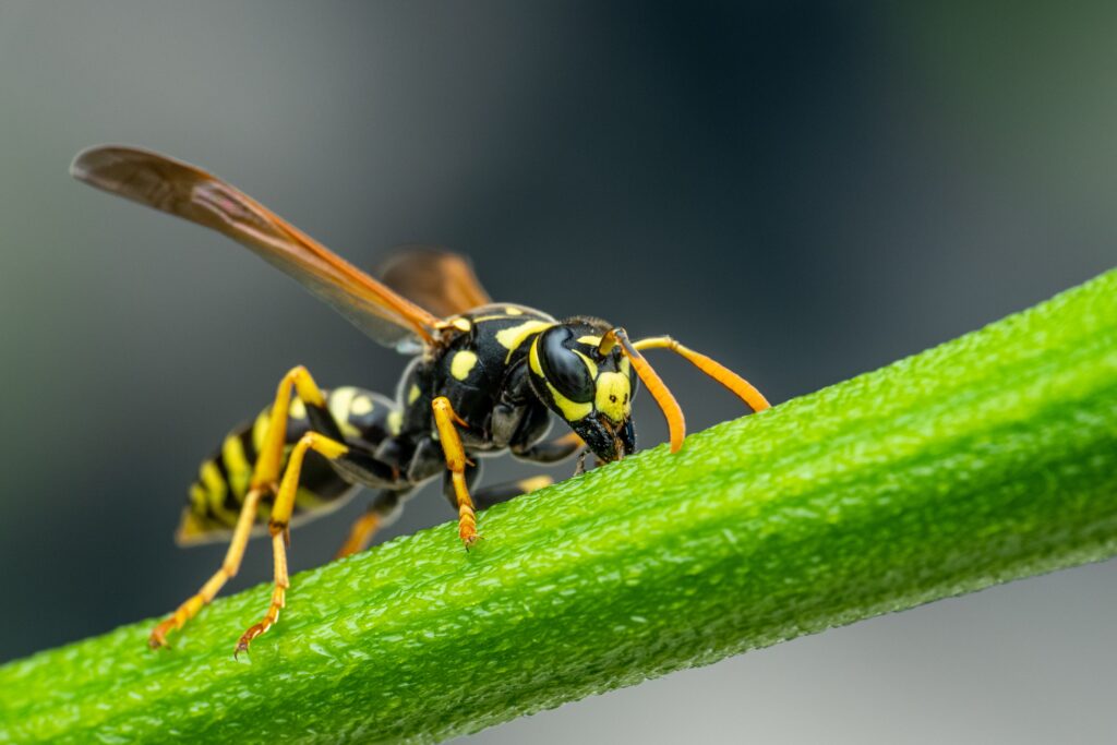 Yellow jacket wasp nest removal Raleigh NC Triangle area